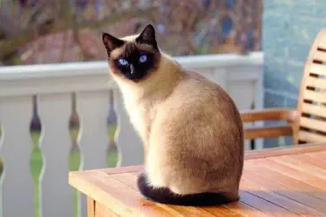 Foto, Katze sitzt auf dem Tisch auf einem Balkon